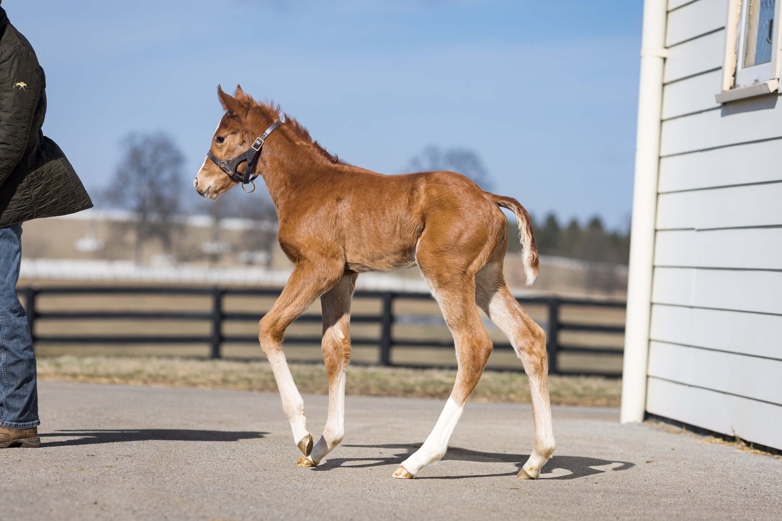 Filly o/o Mean Maggie May Bred by Southern Comfort Farm