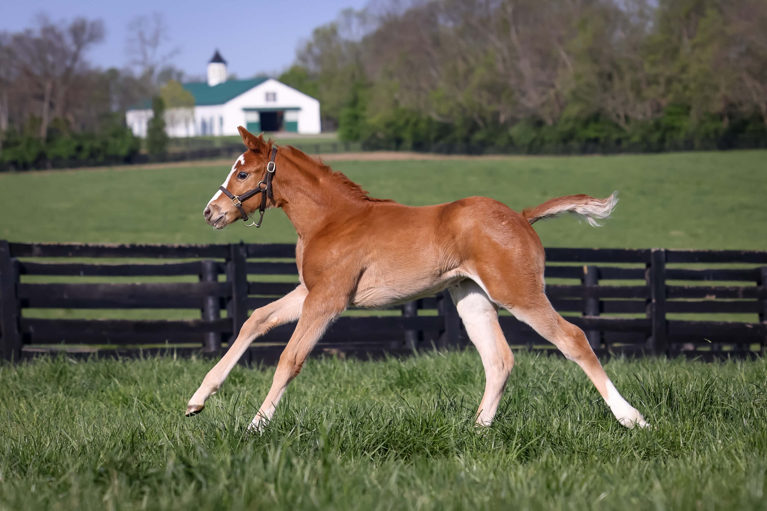 Filly o/o Landon Bred by Walmac