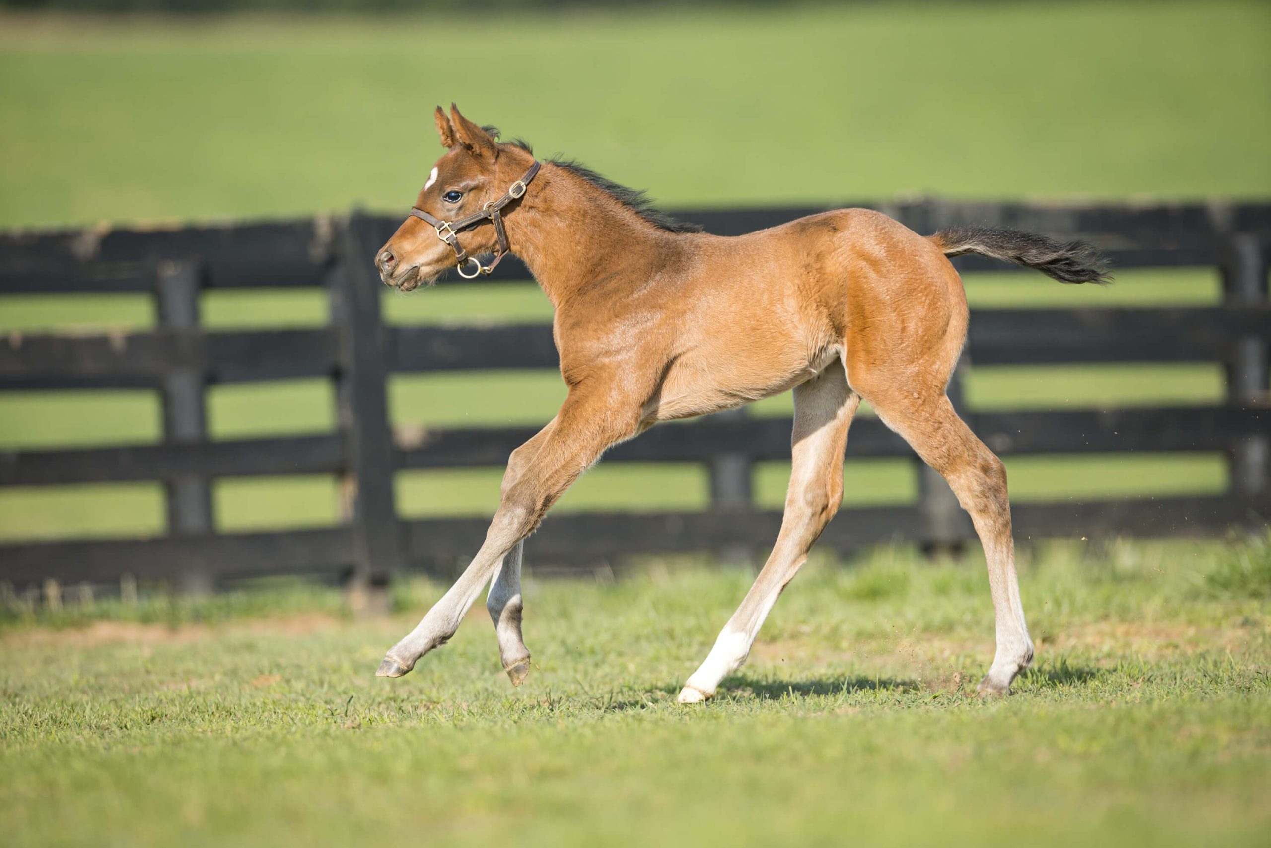 Filly o/o Malibu Royalty Bred by Walmac