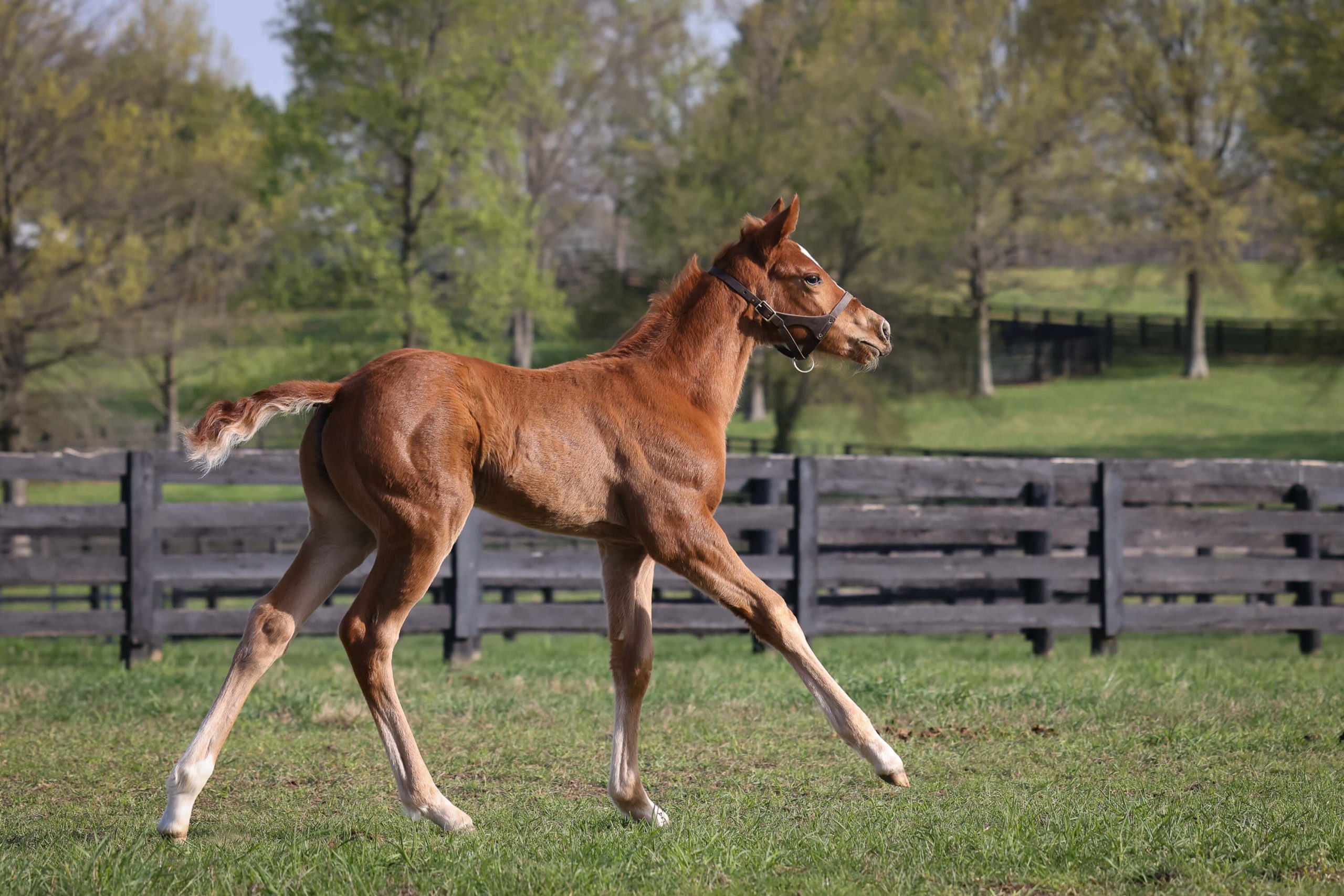 Colt o/o Tell Me Now (IRE) Bred by Walmac