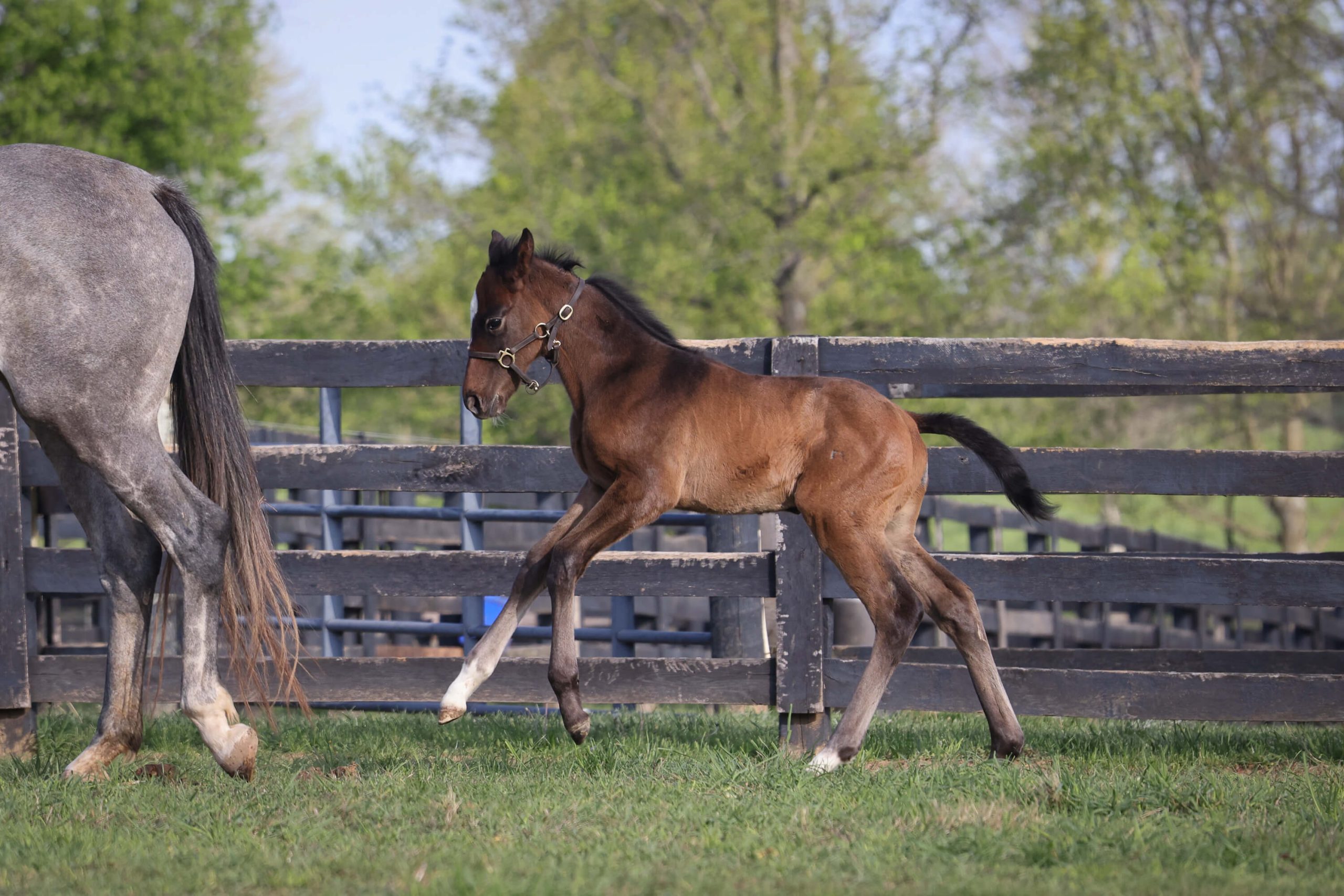 Colt o/o Three Taps Bred by Walmac