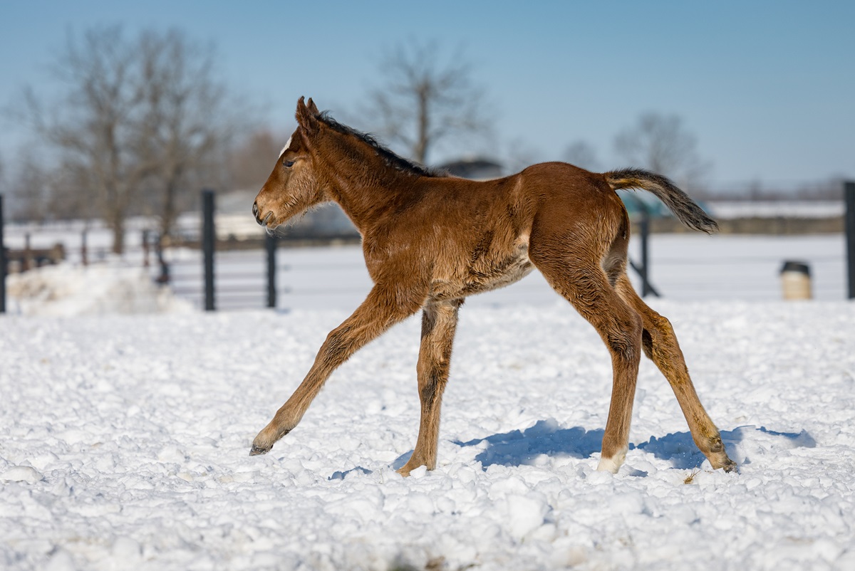 Pappacap's first foal, bred by John Penn of Pennland Farm in Paris, KY., was born on Jan. 12, 2025